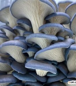 blue oyster mushroom